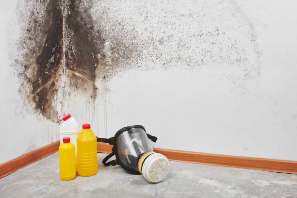 Best Mold Damage Repair  in Marysville, WA