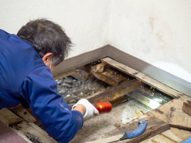 Best Residential Mold Removal  in Marysville, WA