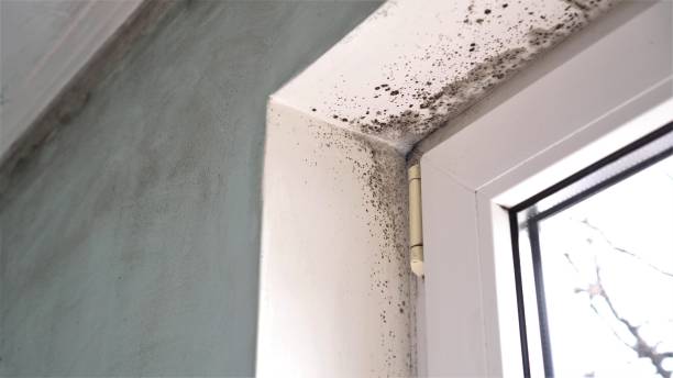 Best Office Mold Removal Services  in Marysville, WA