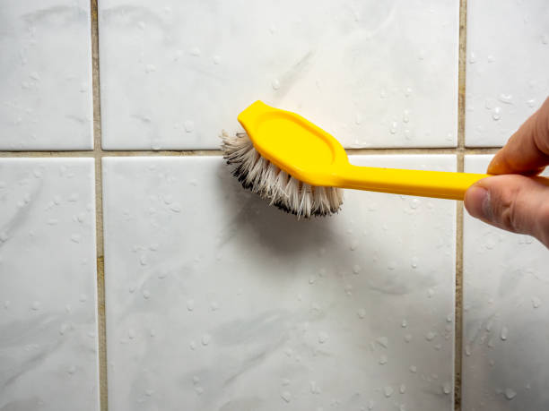 Best Best Mold Removal Companies  in Marysville, WA