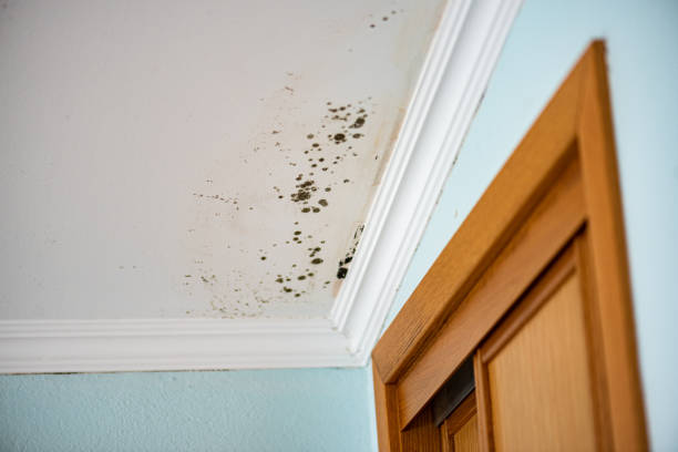 Best Attic Mold Removal  in Marysville, WA