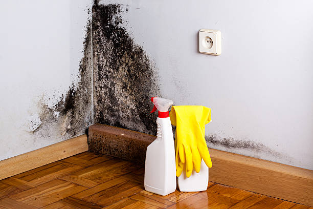 Best Mold Removal and Inspection  in Marysville, WA