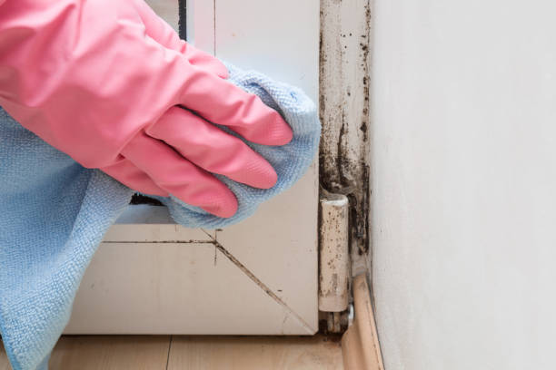 Best Office Mold Removal Services  in Marysville, WA