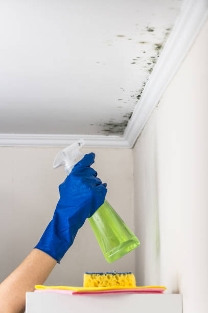 Office Mold Removal Services in Marysville, WA